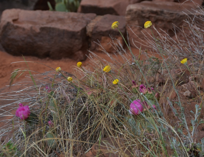 The Watchman Trail 